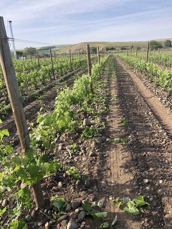 Young vineyard rows on rocky cobble soil stretching toward rolling hills.