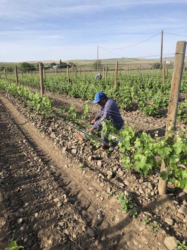 A Flores worker crouched at the base of a vine, working along the drip line.