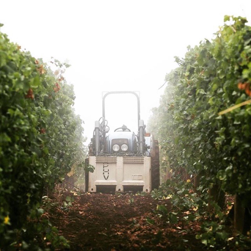 A tractor coming down a vineyard row in morning fog.