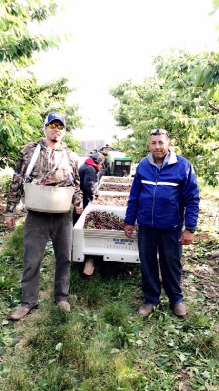 Junior and Javier Flores standing in an orchard beside a bin of picked fruit.