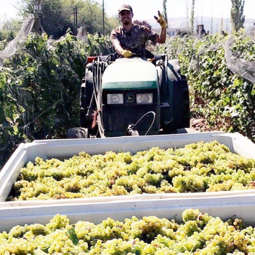 Oscar Flores driving a tractor through the vineyard at harvest, behind two bins full of green grapes.