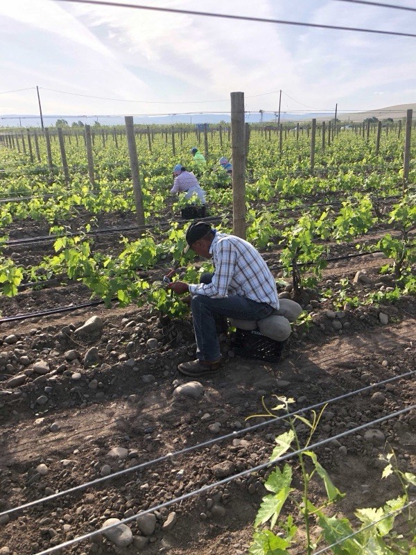 A Flores crew member kneels at the trellis wire tending young vines, with more of the crew working down the rows behind him.